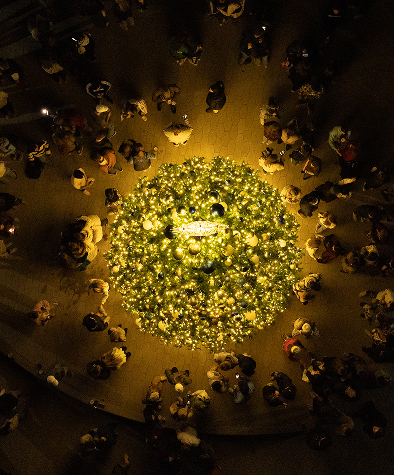 Campus Christmas Tree form above 800