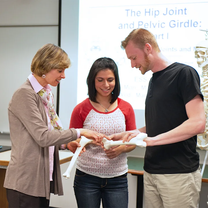 Professor standing with two students in classroom looking at models of two bones.